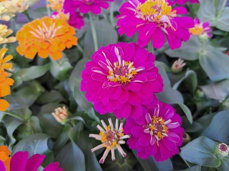 百日草(別名:ジニア)の紫色の花 百日草(別名:ジニア)の紫色の花 百日草,ジニア,草花の写真素材