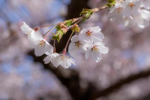 柔らかな光に包まれた桜の花 柔らかな光に包まれた桜の花の写真