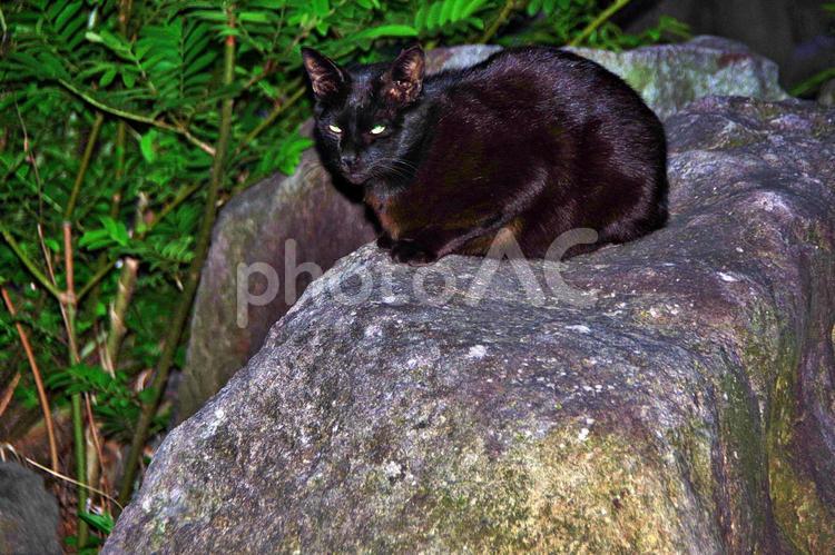 春のたそがれの公園猫 ネコ,猫,公園猫の写真素材