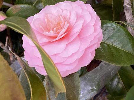 美しい椿の写真