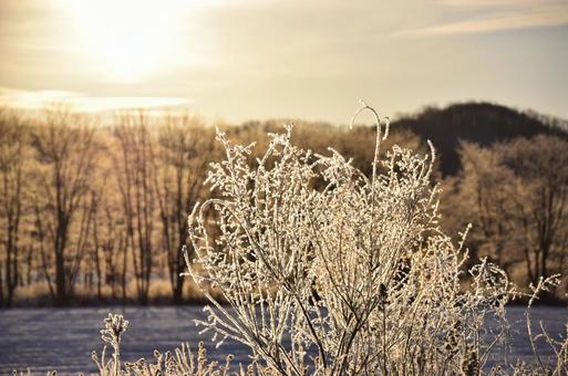 Golden morning, JPG