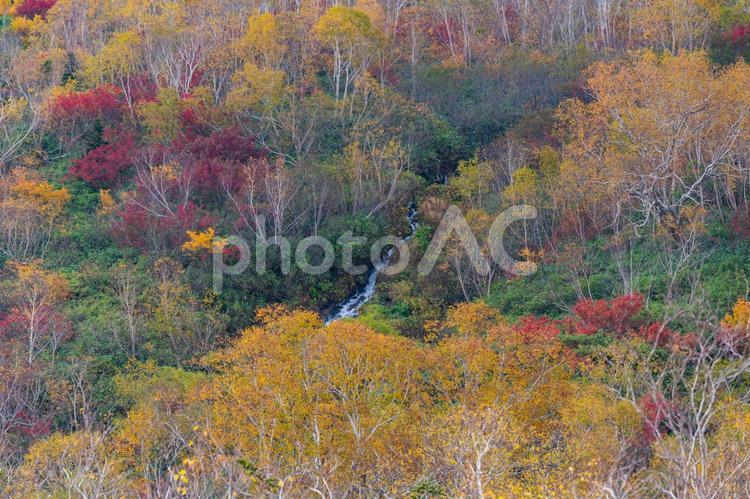 白馬の紅葉 長野,信州,紅葉の写真素材