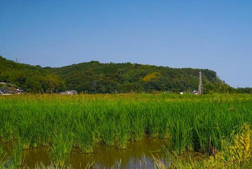 真夏の水田 真夏の水田 田,青田,山の写真素材