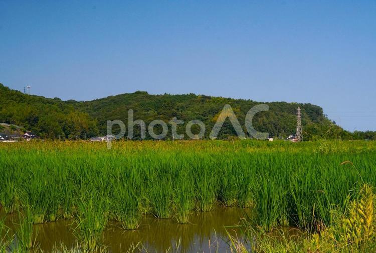真夏の水田 田,青田,山の写真素材