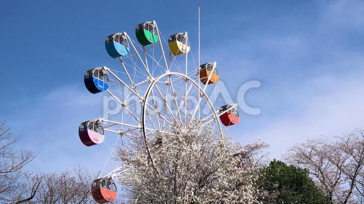 観覧車とこぶしの花 こぶし,花,春の写真素材