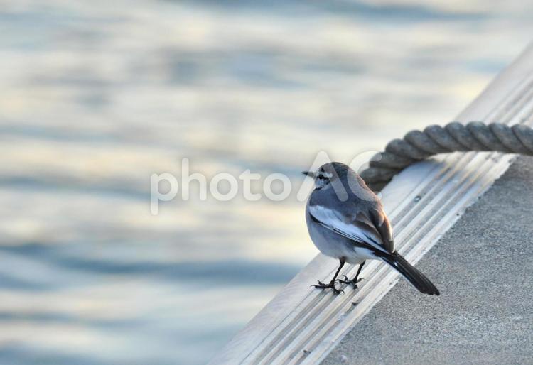 そーっと見つめて 野鳥,バードウォッチング,水辺の写真素材
