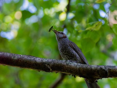 ヒヨドリ ヒヨドリ 野鳥,鳥,自然の写真素材