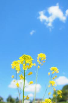 Rapeseed flowers and blue sky, oilseed rape, rape blossoms, flower garden, JPG