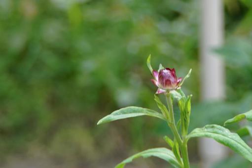 小さな花, 花, 小花, 夏末, JPG