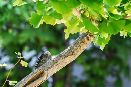 コゲラ コゲラ コゲラ,野鳥,鳥の写真素材