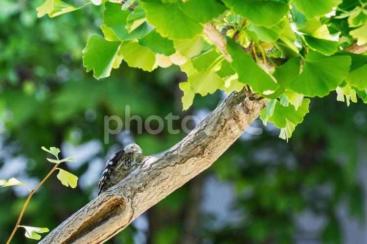 コゲラ コゲラ,野鳥,鳥の写真素材