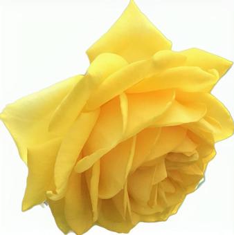 黄薔薇 黄薔薇の写真