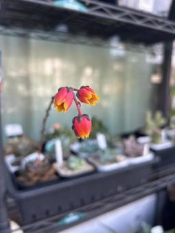 多肉植物 花 多肉植物 花の写真