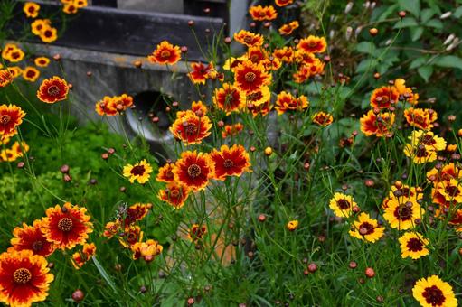秋の花壇 花,植物,花壇の写真素材