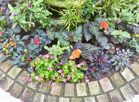 花壇　ガーデニング　小花の写真