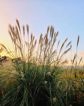夕暮れのススキの写真