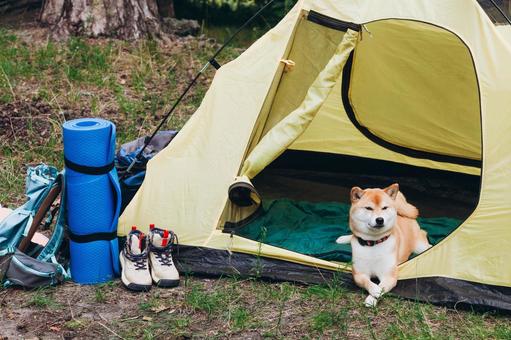 テントの入口から顔を出す犬の写真