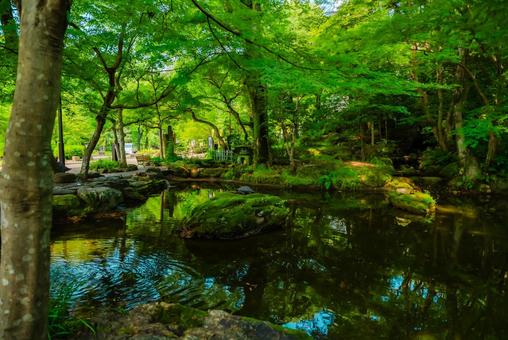 【岐阜】岐阜公園 2025 【岐阜】岐阜公園 2025の写真