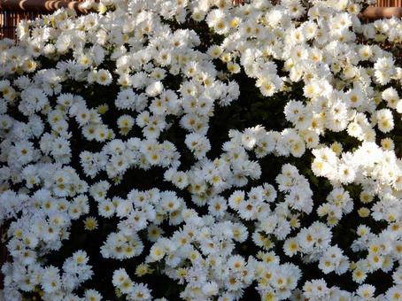 【風景写真】福山菊花展覧会の風景の写真
