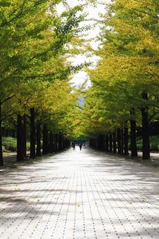 秋や紅葉のイメージ 秋や紅葉のイメージの写真
