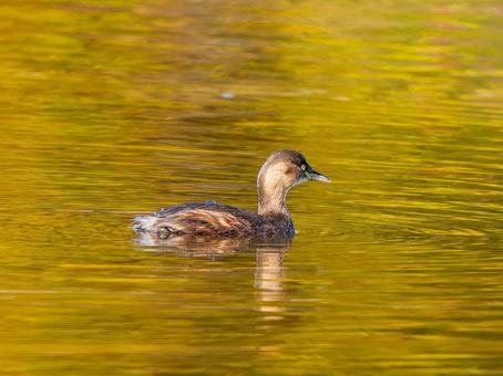 池を泳ぐカイツブリ カイツブリ,野鳥,鳥の写真素材