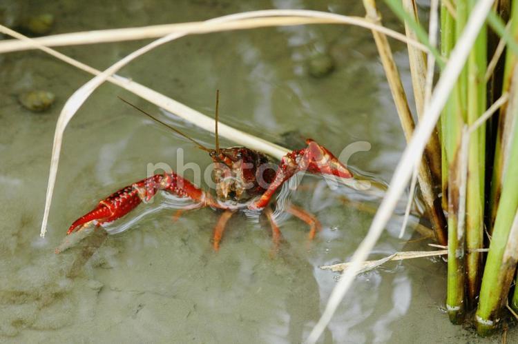 水田で威嚇するザリガニ ザリガニ,アメリカザリガニ,威嚇の写真素材