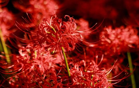曼殊沙華 曼殊沙華 曼殊沙華,ヒガンバナ,秋の写真素材