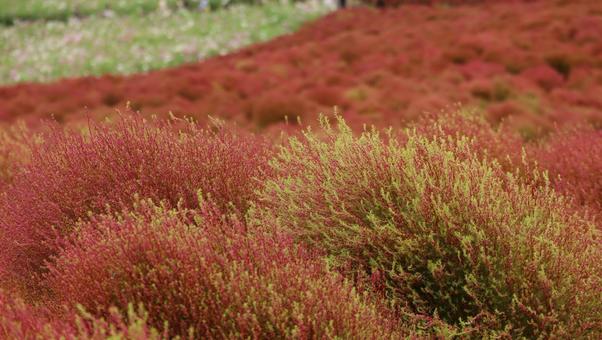 海辺の赤い絨毯 海辺の赤い絨毯 コキア,秋,自然の写真素材