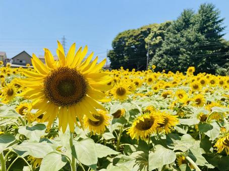 Photo, sunflower, sun flower, a crowd, 