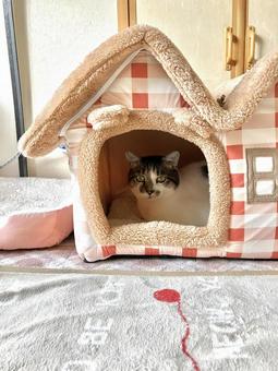 ハウスで寛ぐ猫ちゃん 猫,家猫,保護猫の写真素材