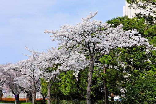 桜 桜 桜,植物,自然の写真素材