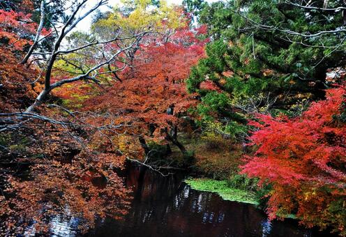 紅葉するもみじ 紅葉,もみじ,植物の写真素材