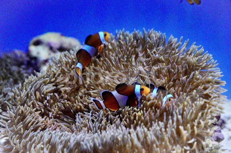 イソギンチャクの中で遊んでいるクマミノ 熱帯魚,魚,イソギンチャクの写真素材