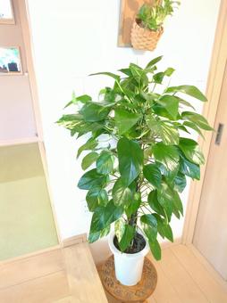観葉植物 ポトス 鉢植え 7号鉢 観葉植物 ポトス 鉢植え 7号鉢 観葉植物,ポトス,鉢植えの写真素材
