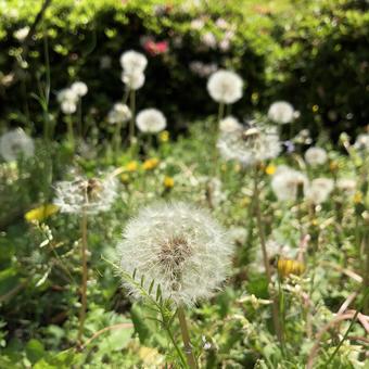 たんぽぽの綿毛 植物,野草,蒲公英の写真素材
