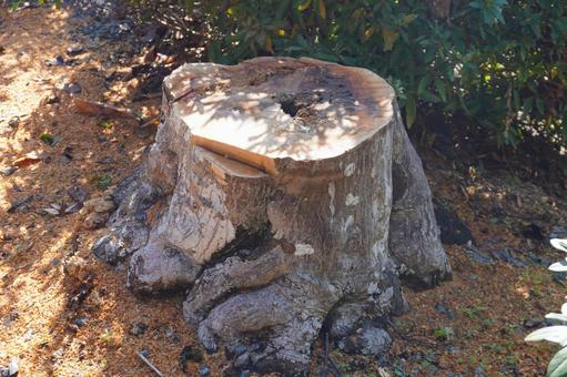 切り口の新しい切株 切り株,伐採,年輪の写真素材