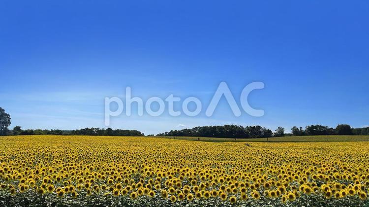 ひまわり（北海道北竜町） ひまわり,北竜町,北海道の写真素材