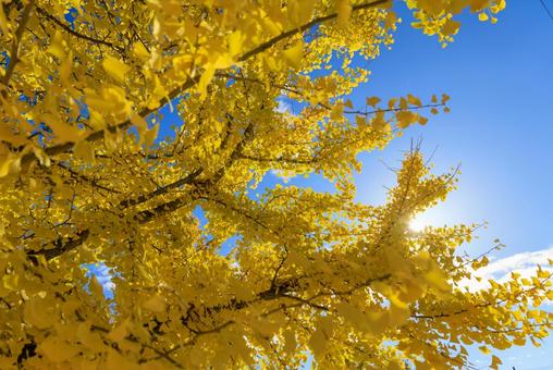 青空とイチョウの葉 イチョウ,銀杏,青空の写真素材