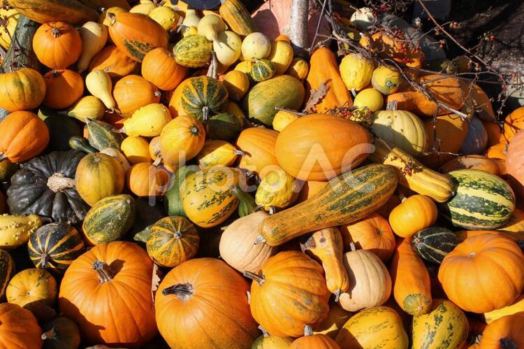 ハロウィンのかぼちゃ ハロウィン,かぼちゃ,南瓜の写真素材