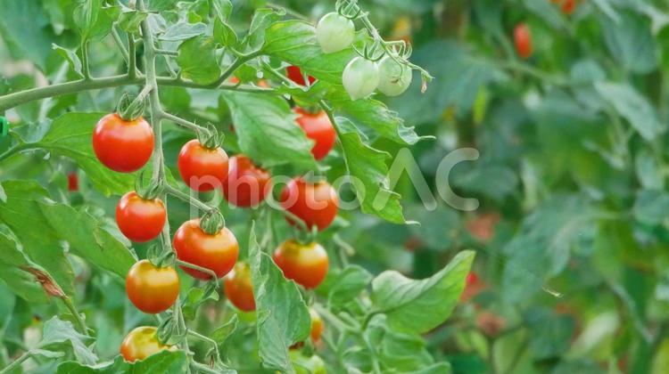 プチトマトのある風景 プチトマト,赤,野菜の写真素材