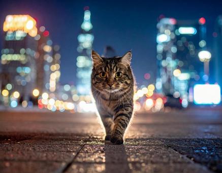 大都市・猫の夜廻りの写真