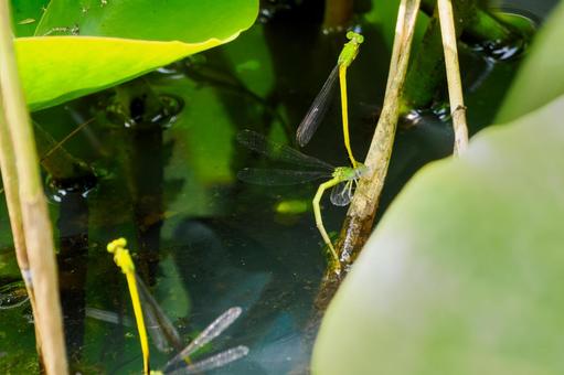 Photo, dragonfly, key dragonfly, insect, 