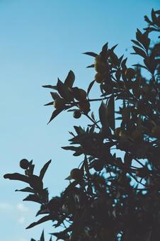 金柑　影 きんかん,金柑の木,きんかんの木の写真素材