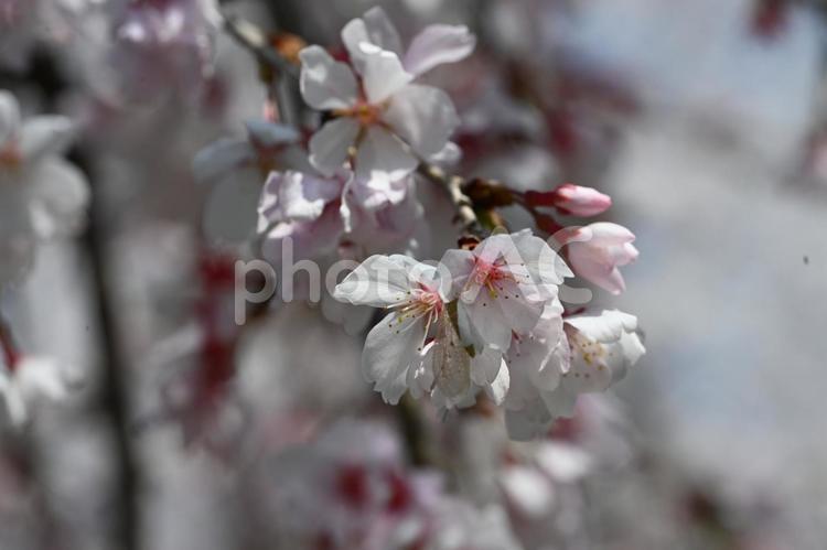 後閑城趾公園で撮ったソメイヨシノの花 クローズアップ,春,桜の写真素材