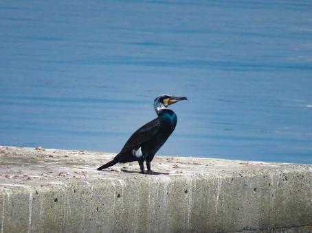 水辺に佇むカワウ 水辺に佇むカワウ カワウ,川鵜,野鳥の写真素材