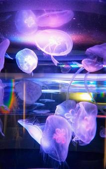 幻想的に光るクラゲ 幻想的に光るクラゲの写真