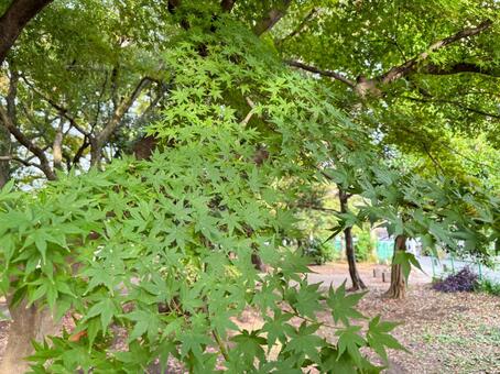 青もみじのイメージ もみじ,青もみじ,イロハモミジの写真素材