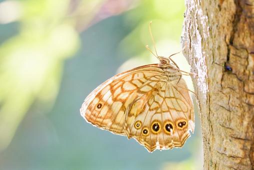 木に留まるキマダラモドキ 木に留まるキマダラモドキ キマダラモドキ,黄斑擬,タテハチョウ科の写真素材