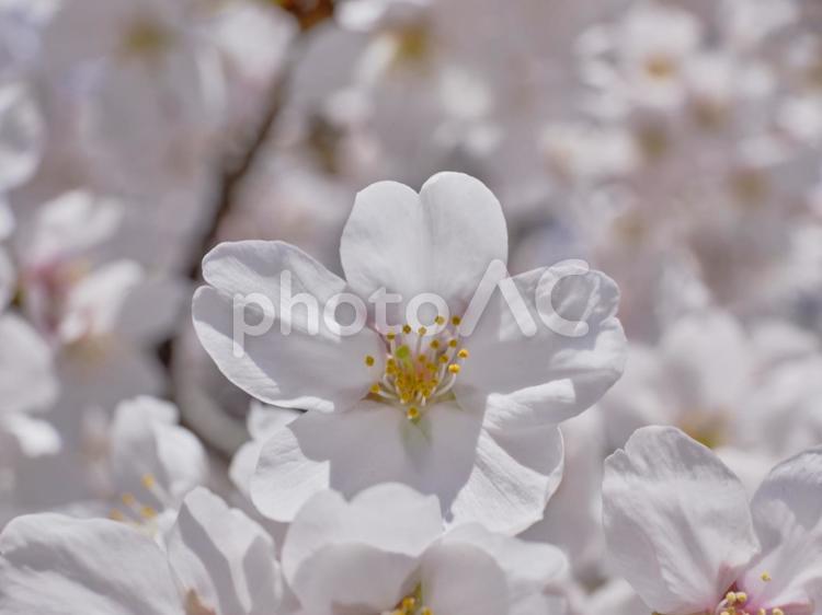 春の穏やかな陽射しを浴びた綺麗な桜の花 風景,サクラ,チェリーブラッサムの写真素材