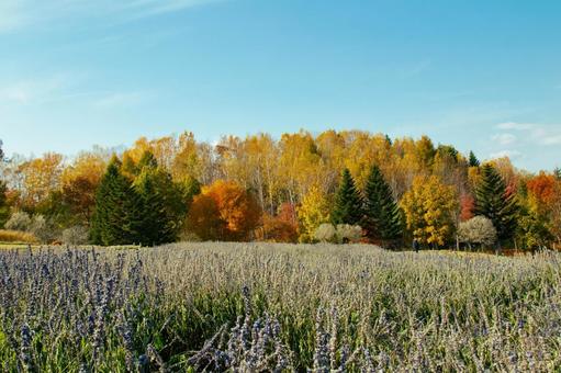 青いサルビアと紅葉と青空の写真